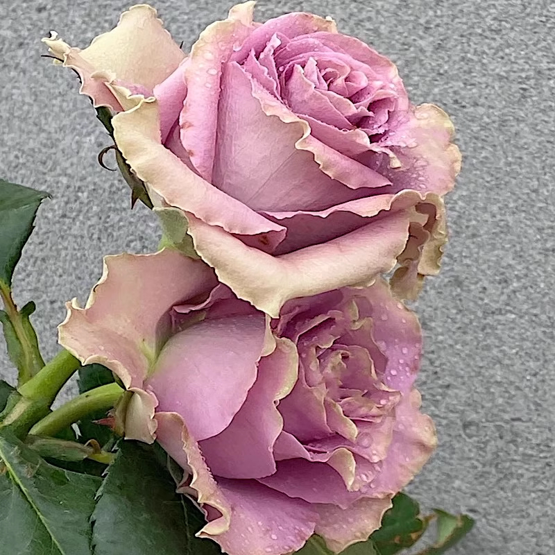 特洛伊/42号公路月季切花玫瑰花苗阳台庭院花园盆栽