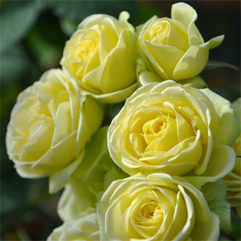 奶油龙沙月季小灌木微月阳台勤花盆栽小苗,鲜花速递/花卉仿真/绿植园艺,月季/蔷薇/玫瑰,淘宝优惠券,粉丝福利购,淘宝优惠卷