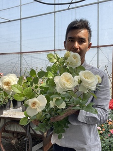 一物一拍二师兄月季 中苗3升盆栽直播间选苗