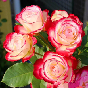 摩纳哥公爵月季 耐热灌木抗病双色花期长玫瑰蔷薇花卉 丰花勤花多季