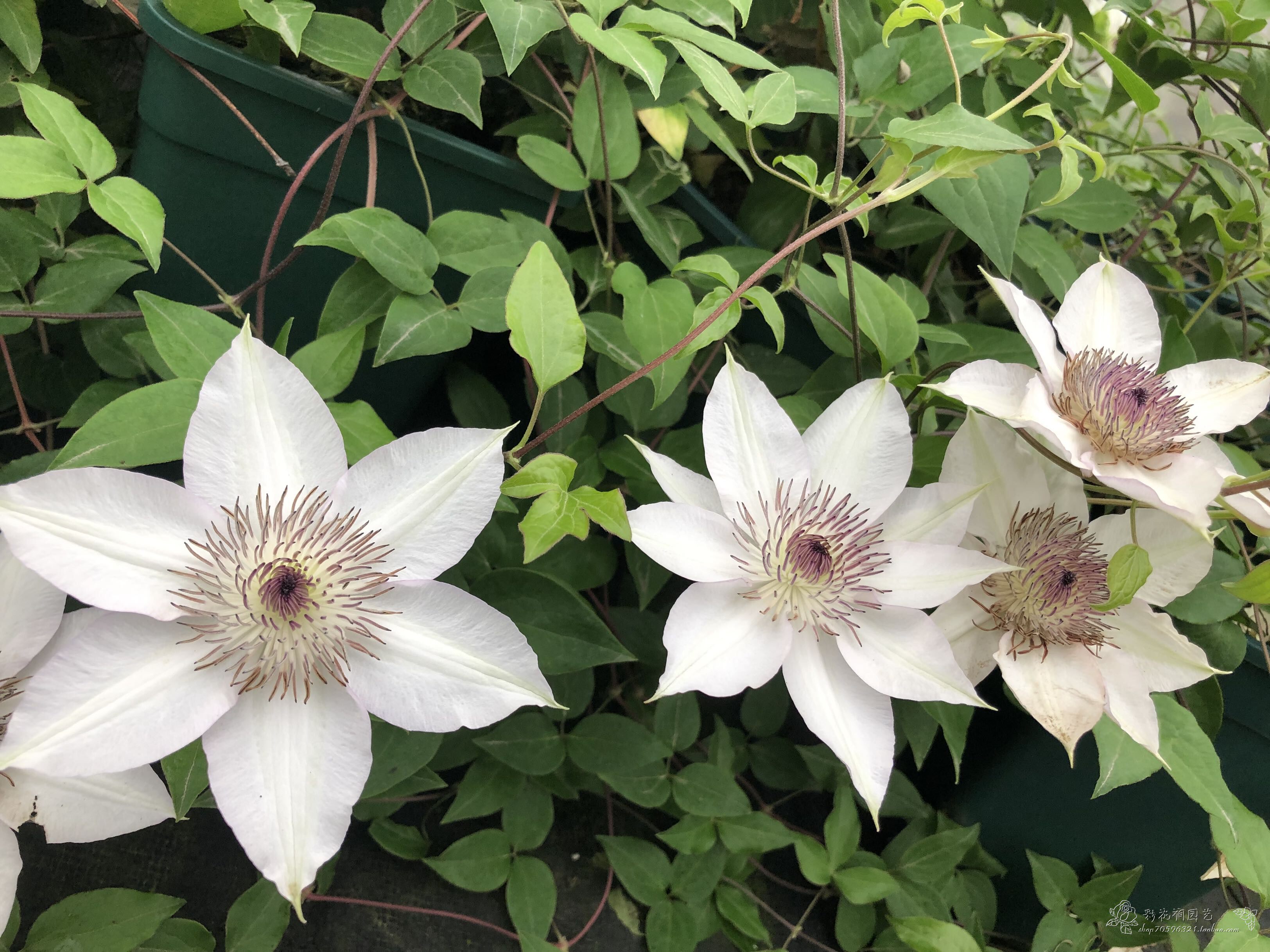 二师兄白色铁线莲f系名绪三类大花庭院阳台花园爬藤花卉多季节开