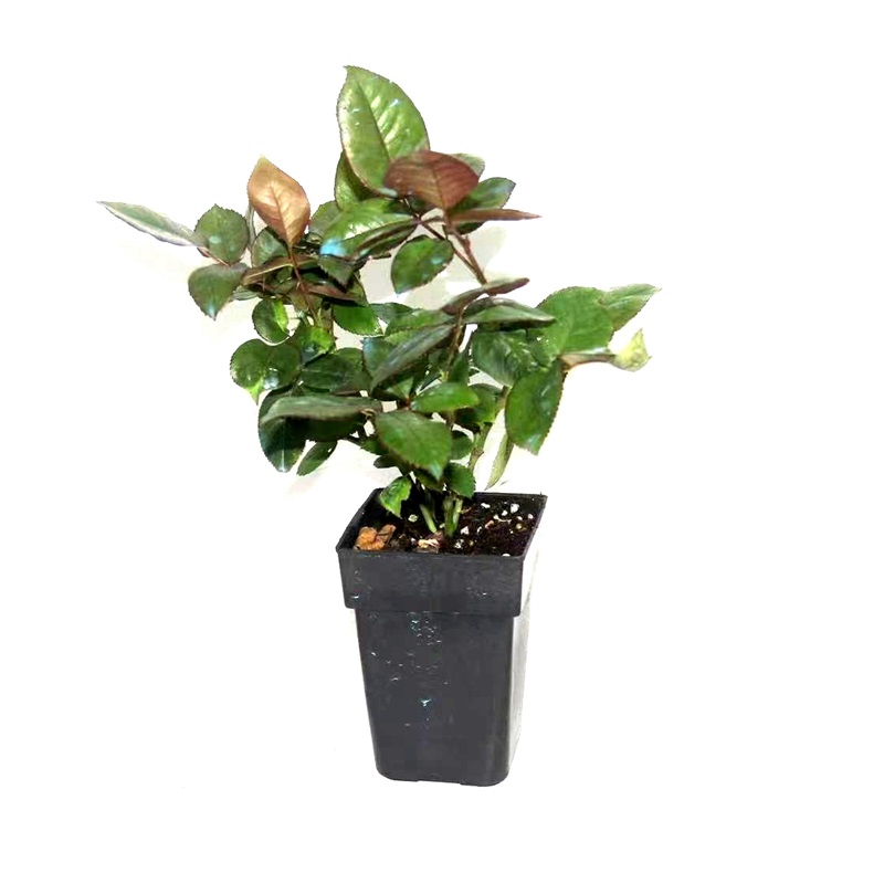 P9盆栽月季二师兄灌木品种集合