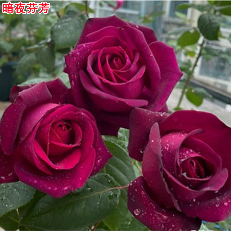 二师兄的彩花涧暗夜芬芳月季