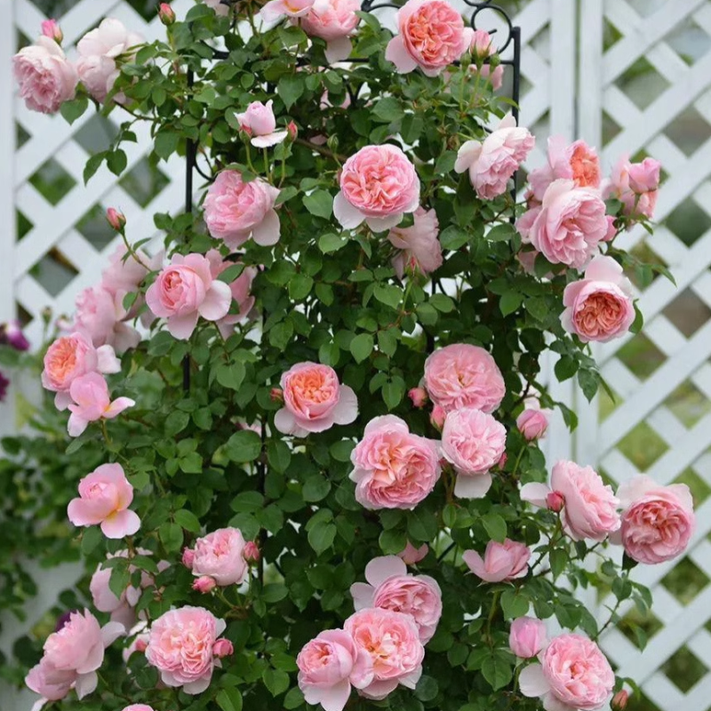 二师兄舍农索城堡月季藤本多季勤