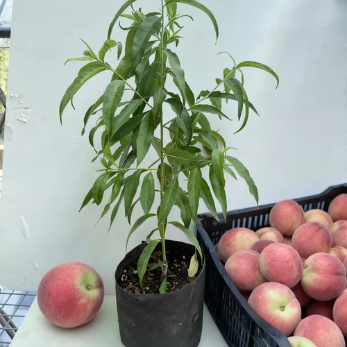 彩花涧台农7号桃甜脆多汁早熟水蜜桃锦绣黄桃树家庭园艺果树盆栽