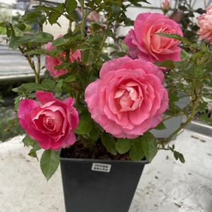 月季海神王阳台粉色大花多头群开效果好多季开株型矮小