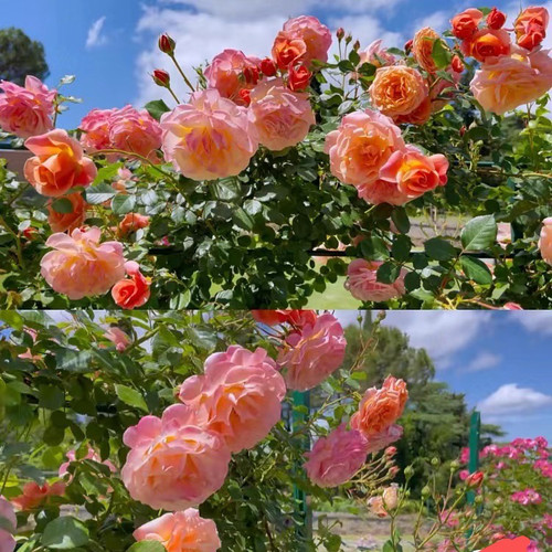 二师兄的彩花涧蜜桃冰淇淋月季