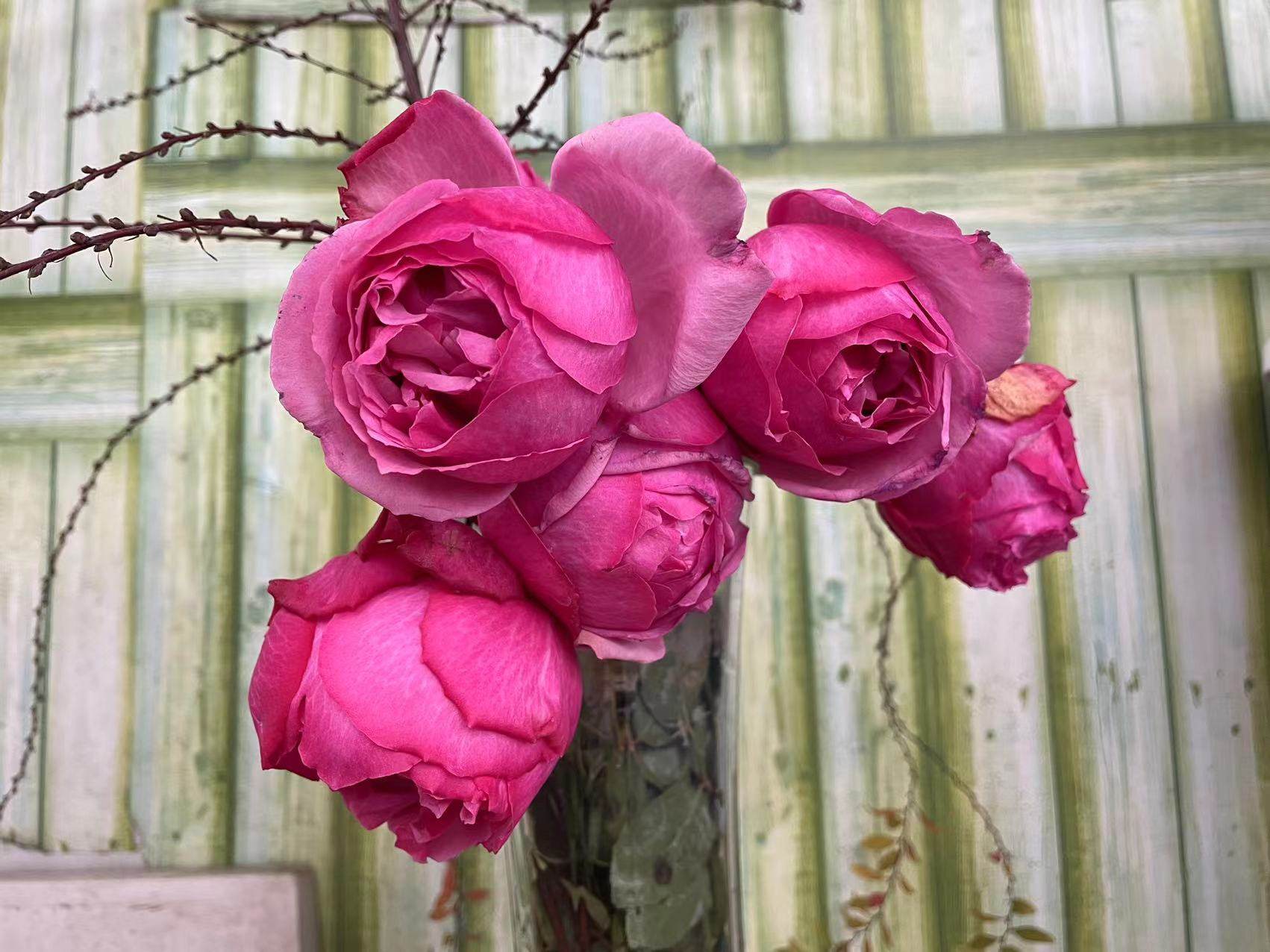 新品月季新浅樱桃大花浓香直立庭院阳台花园盆栽花苗