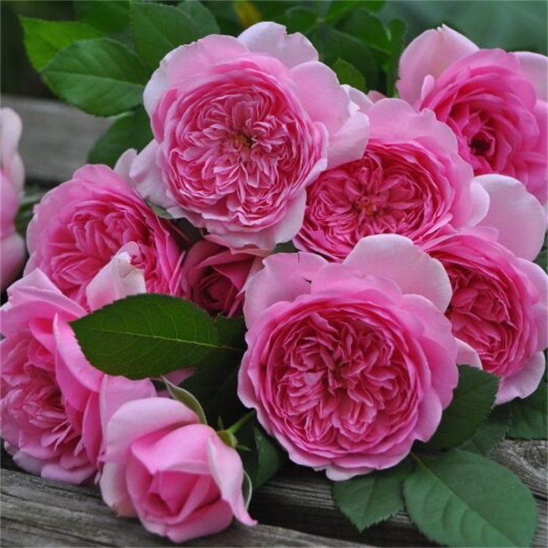 二师兄月季蓬巴杜玫瑰大花浓香大灌木高抗品种长势惊人