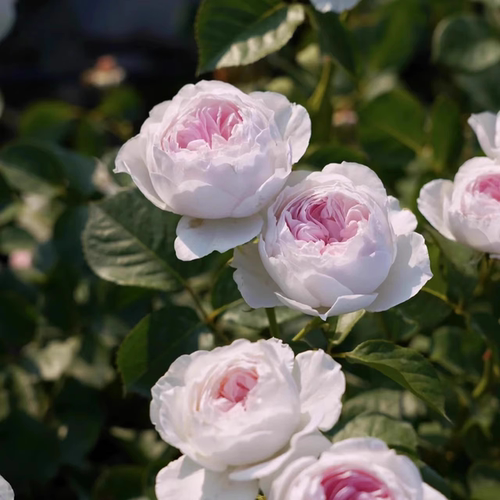 克里斯蒂娜公爵夫人月季粉色浓香