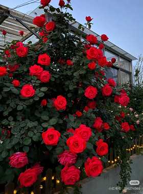 国月绯扇红色艳丽超大花灌木月季抗病好养壮实多季开庭院阳台