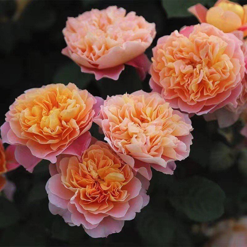 二师兄藤本月季印象派盆栽小苗,鲜花速递/花卉仿真/绿植园艺,月季/蔷薇/玫瑰,淘宝优惠券,粉丝福利购,淘宝优惠卷