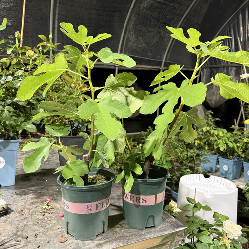 无花果树家庭园艺盆栽南方北方果大好养多年生易结果金傲芬格莱斯