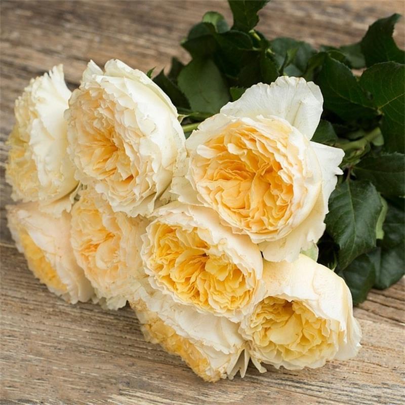 碧翠丝切花月季p9盆栽