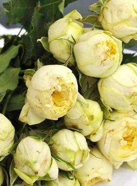 仿古浪漫月季奶黄色多头勤花丰花四季开阳台庭院花卉盆栽