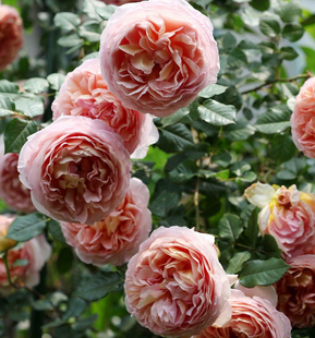 可藤可灌月季亚伯拉罕达比大花浓香多季开花庭院花卉