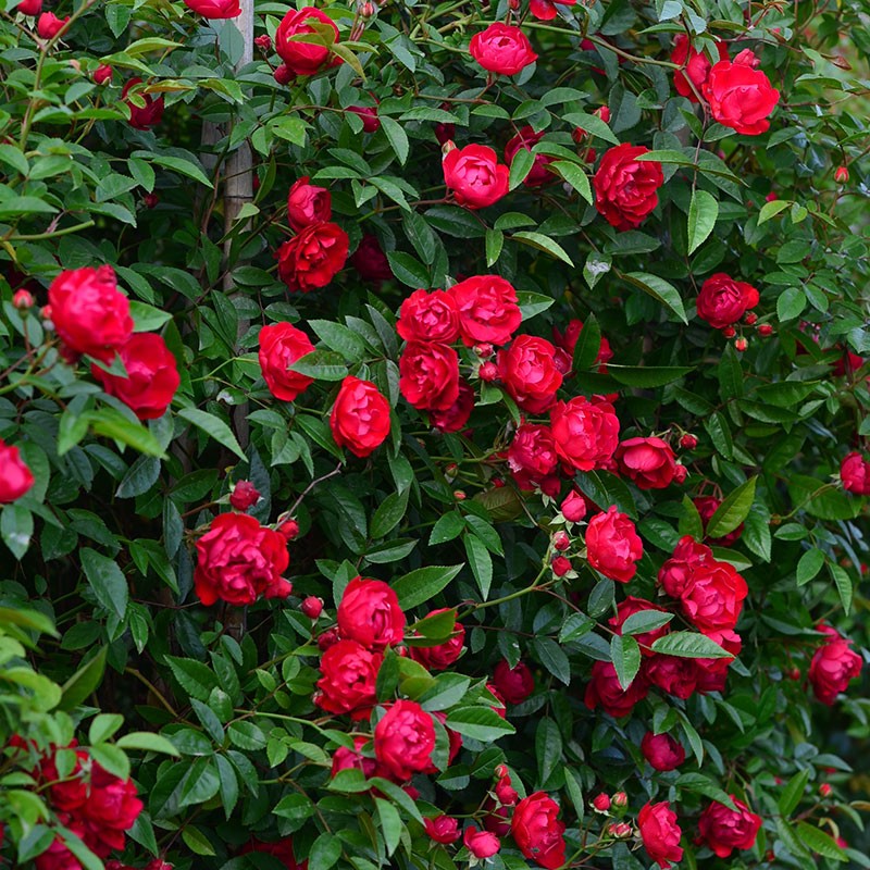 二师兄月季藤本柯斯特无刺