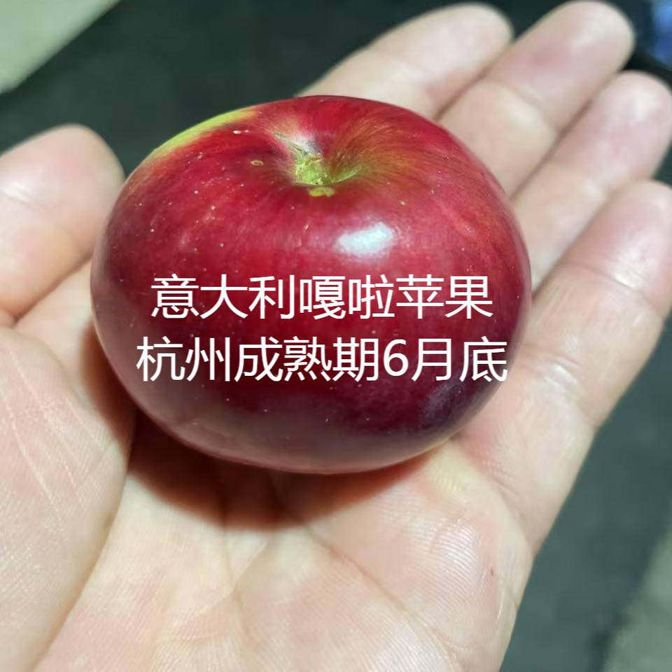 南方苹果树红苹安娜黄苹河套意大利嘎拉苹果家庭园艺盆栽图片