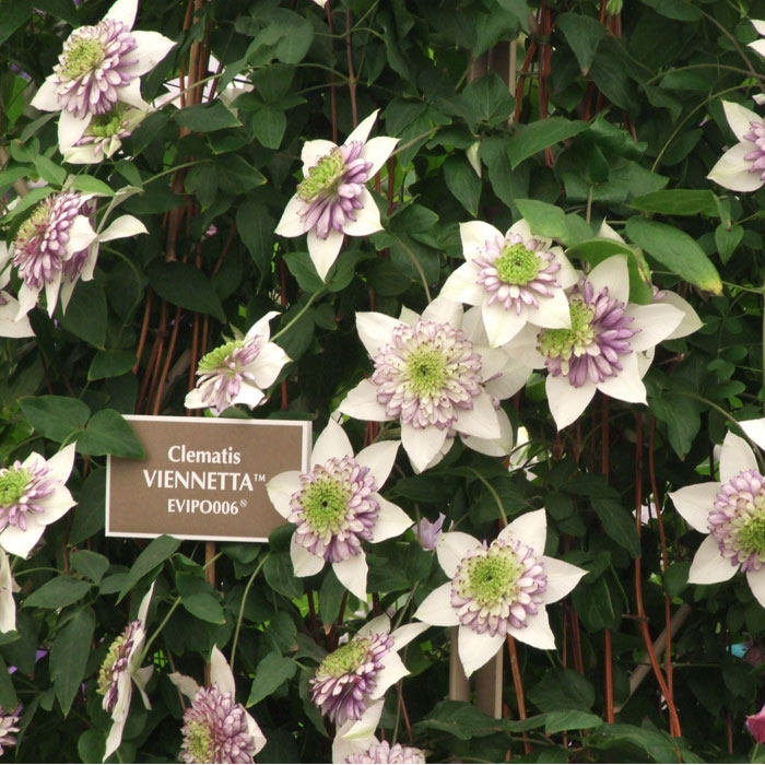 二师兄的彩花涧铁线莲f系p9盆栽苗四季庭院花园爬藤花卉杭州基地