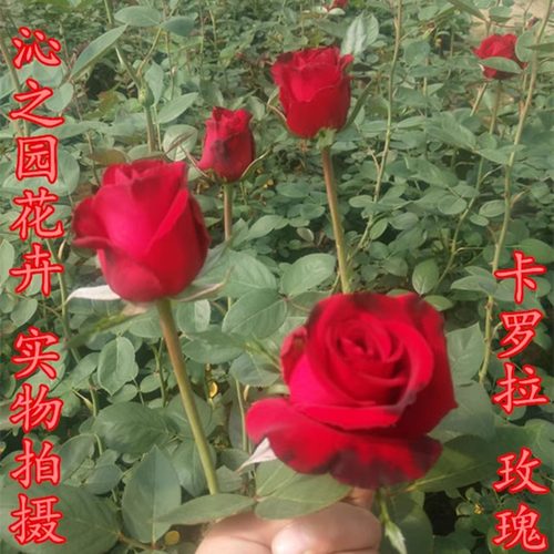 玫瑰花苗大花月季正宗卡罗拉花期