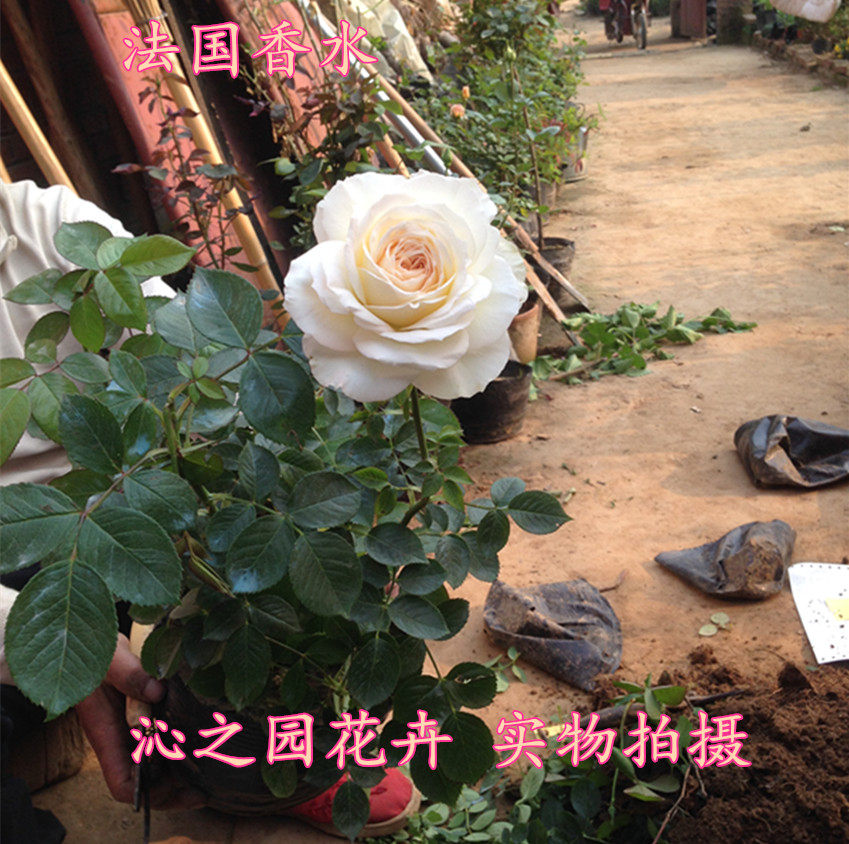 地栽浓香型法国月季花苗