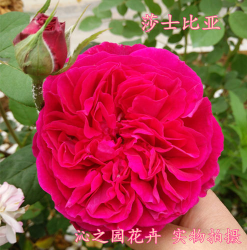 欧月莎士比亚00价格 欧月莎士比亚00图片 星期三