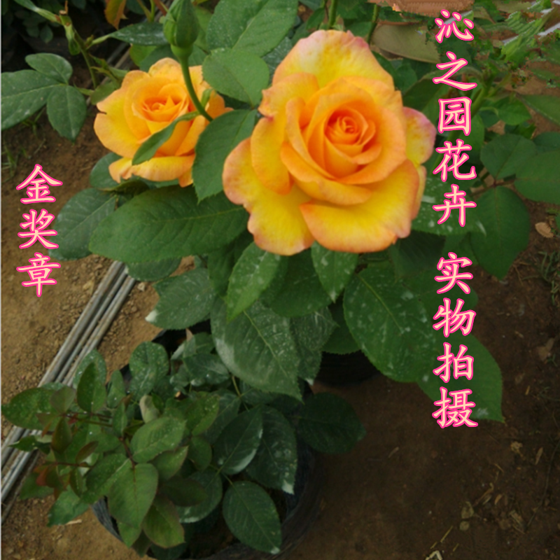 室内盆栽花卉绿植 金奖章月季花苗 玫瑰苗玫瑰花 带花苞带花发货