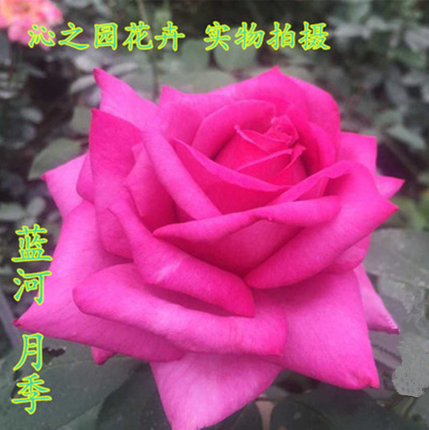 蓝河大花月季花苗浓香型 盆栽地栽月季苗 月季苗带花苞发货