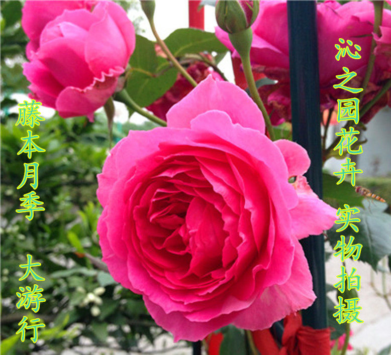 藤本月季花大游行植物盆栽欧月玫瑰庭院爬藤攀援花卉大花四季开花