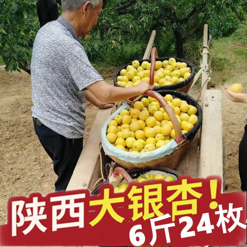 陕西大银杏6斤大果24个装