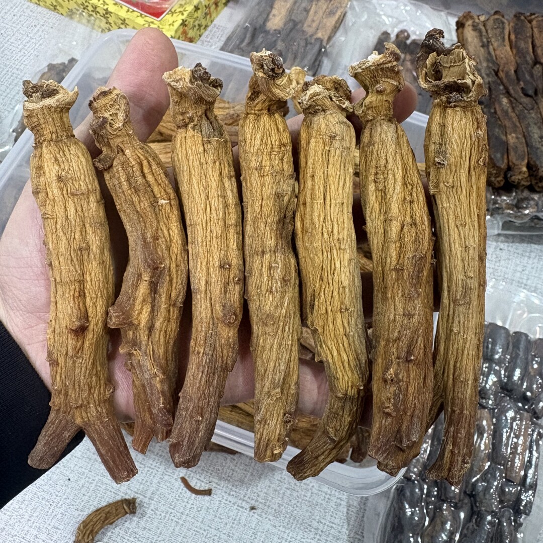 6年根足干高丽红参原支可切片