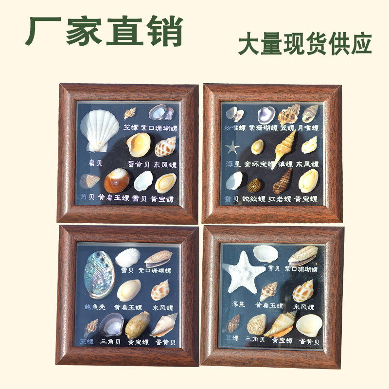批发天然海螺相框可开发票图片
