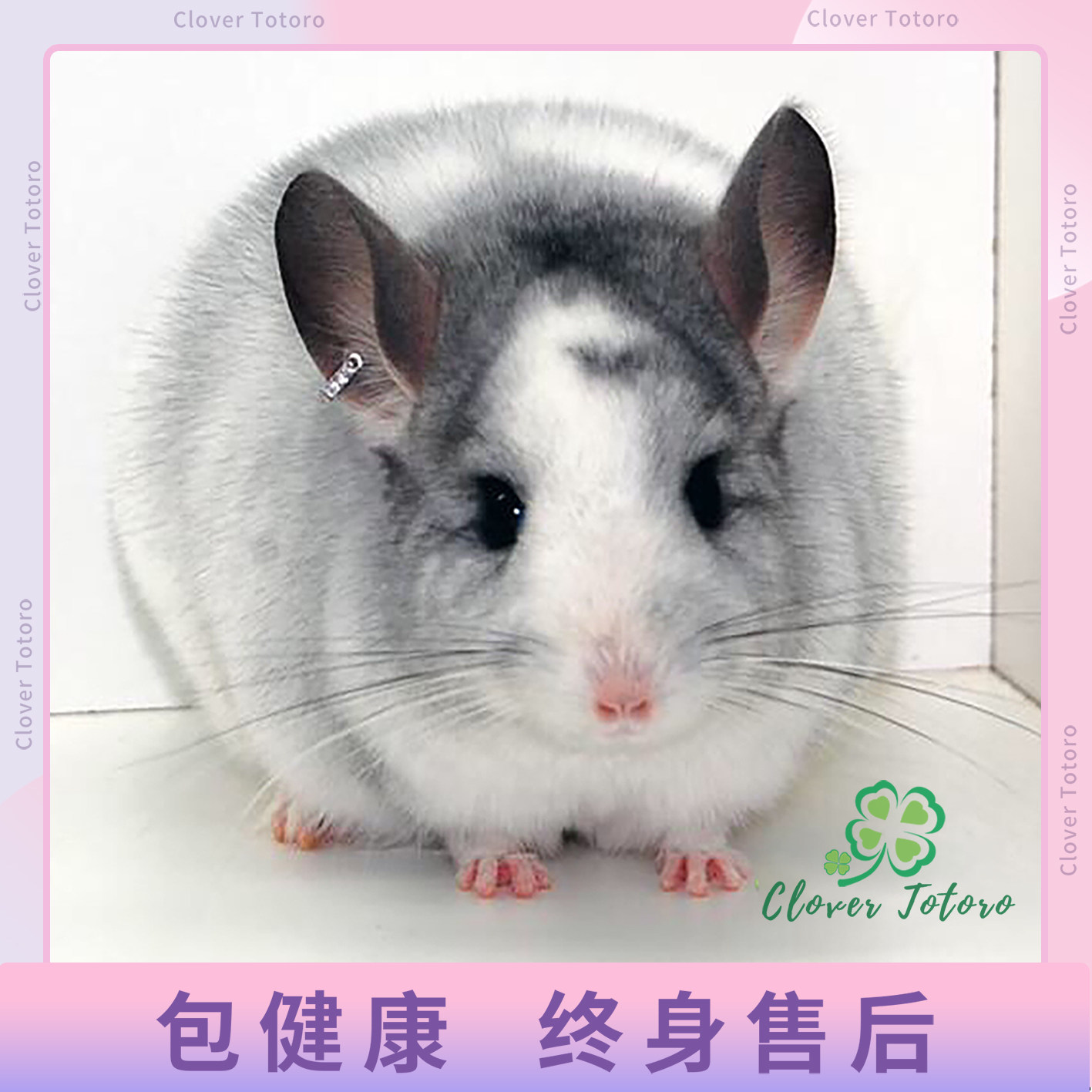 网红龙猫活物银斑粉白宝宝幼崽宠物活体可视频挑选包健康送运输笼