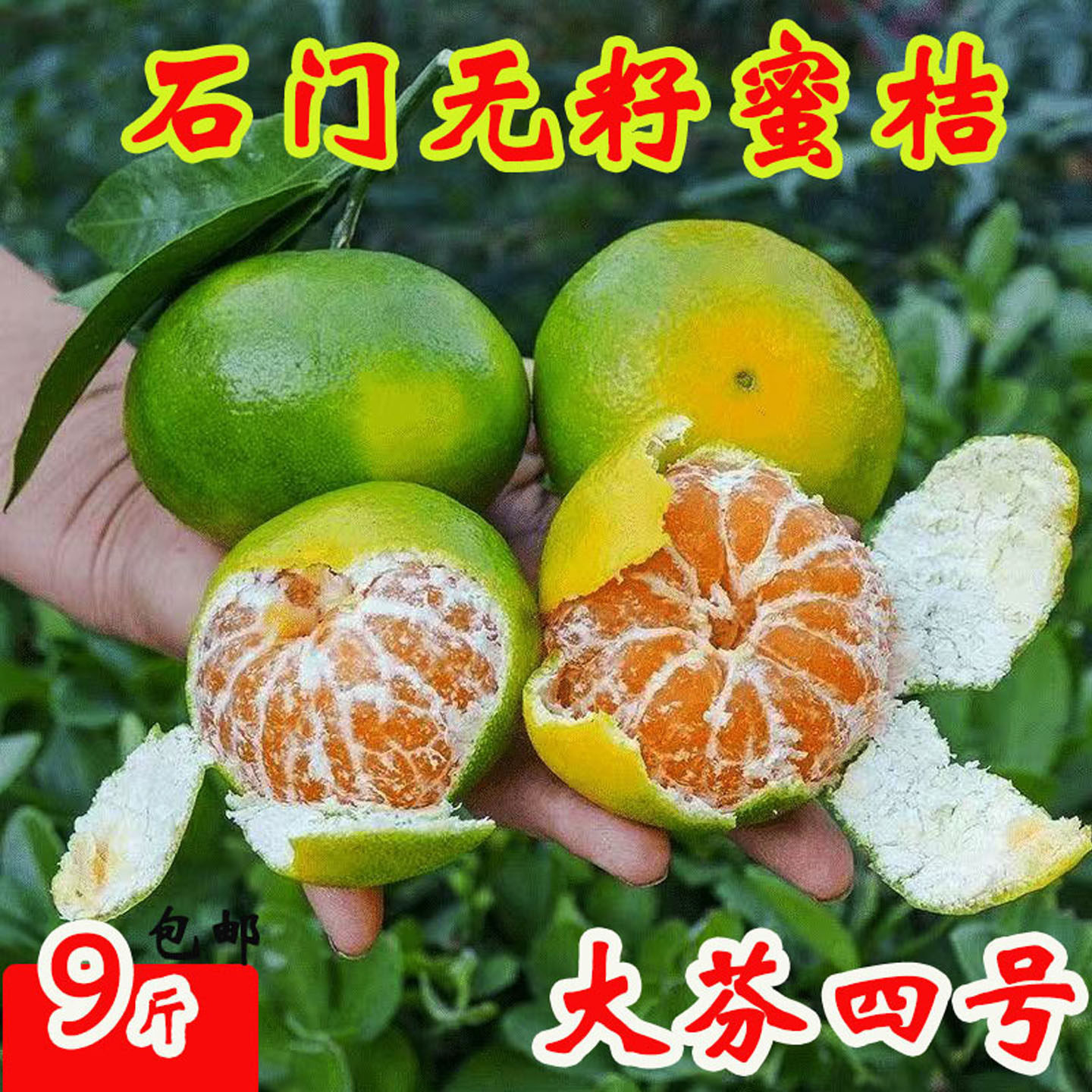 湖南石门蜜桔特早无籽柑橘当季新鲜孕妇水果现摘早熟青皮桔子包邮