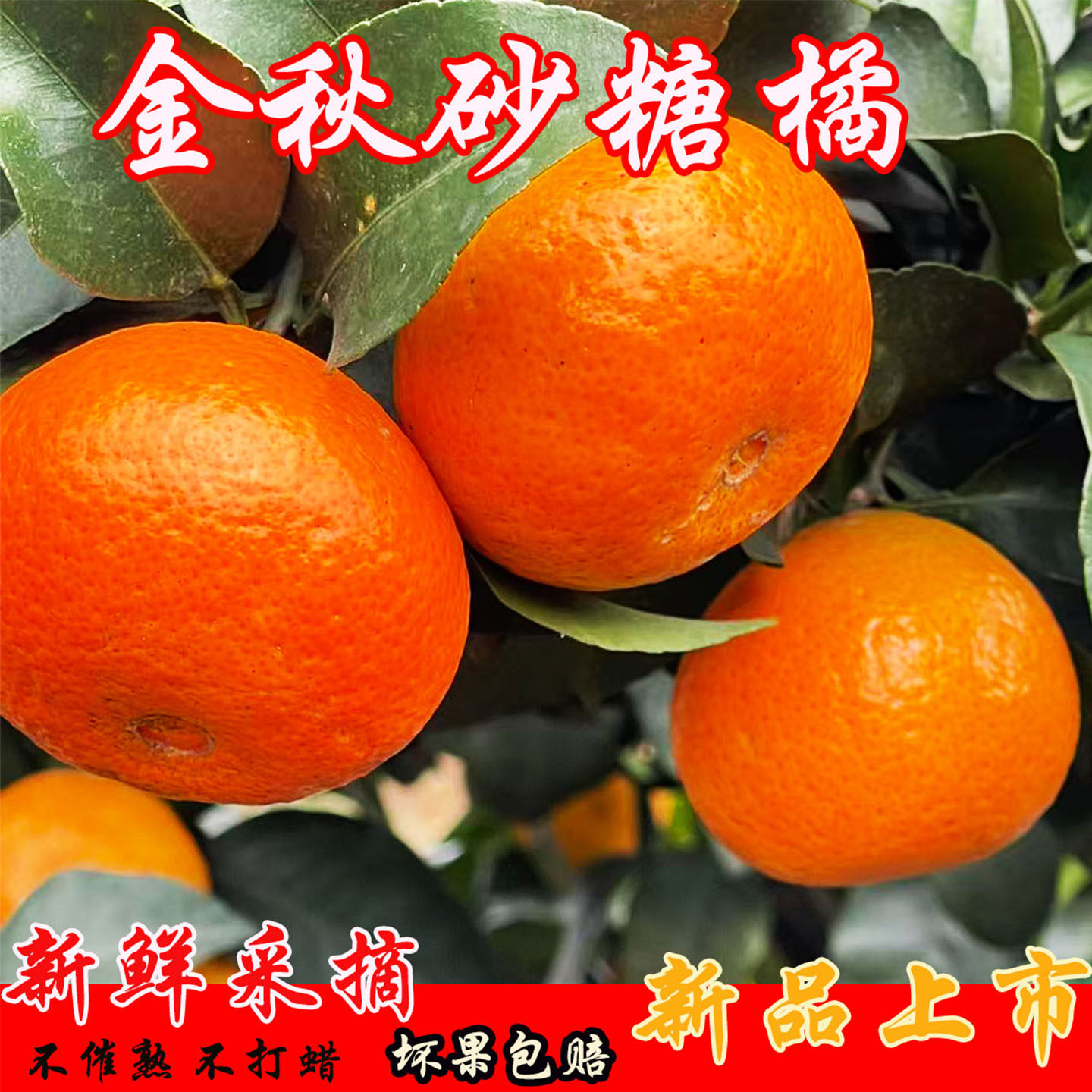新鲜金秋砂糖橘纯子甜无籽小蜜桔