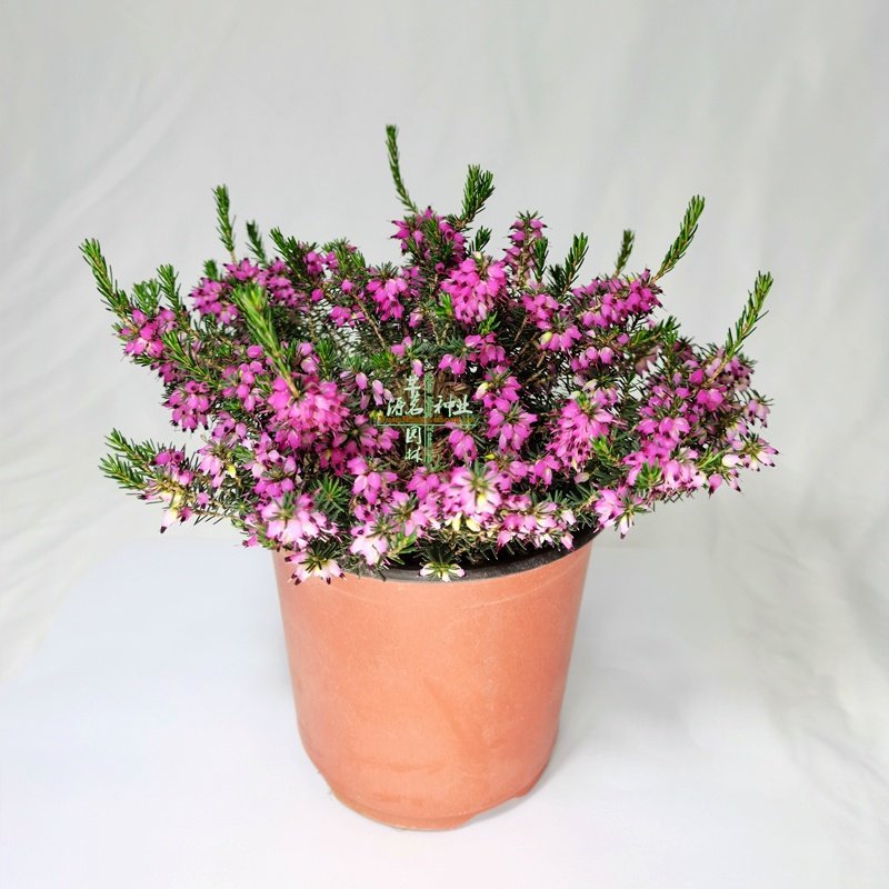 欧石楠盆栽耐寒植物常绿北方户外庭院喜阴绿植花卉冬季阳台容易养