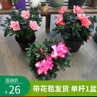 三盆28杜鹃花植物室内带花苞四季好养常年开 花的盆栽花观花植物