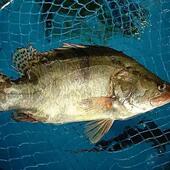 冷水鳌花鱼熬花鱼螯花鳜鱼桂鱼两条四斤三江只多不少188