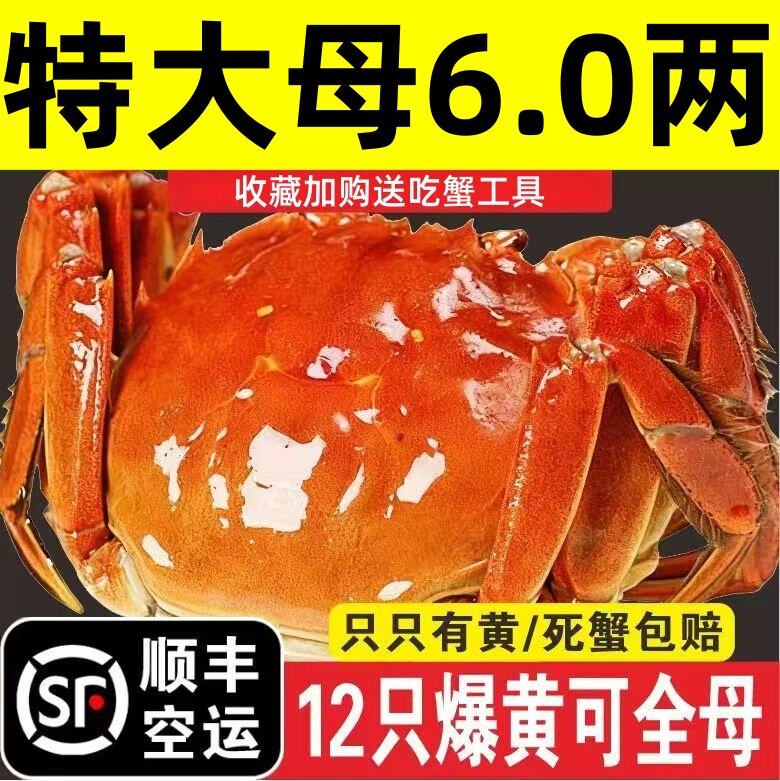 活蟹现货特大全母6.0两大闸蟹鲜活螃蟹苏州阳澄蟹湖蟹礼盒旗舰店