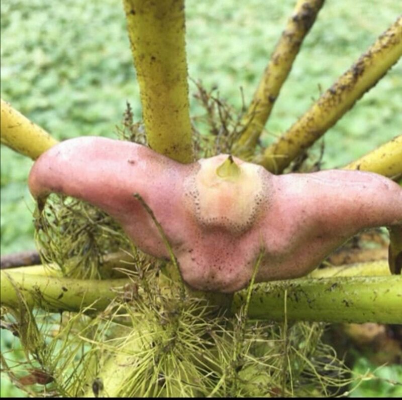 潮汕莲角潮州本地莲角新鲜菱角现摘红菱角5斤