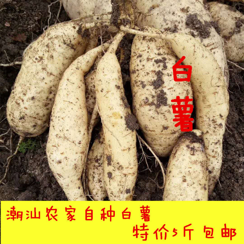 广东潮汕鸡蛋黄粉地瓜白皮番薯农家板栗红薯潮州新鲜白薯5斤包邮