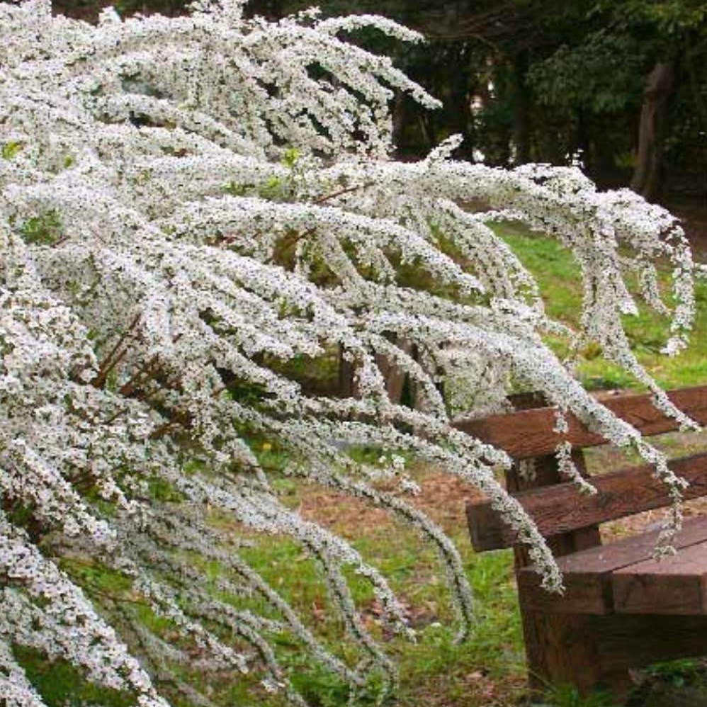 浙庭院小花匠*金叶珍珠绣线菊*耐寒多年生*耐热*喷雪花/雪柳图片