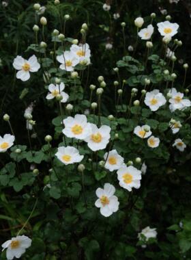 鲁庭院小花匠*银莲花“奥诺季伯特”耐寒多年生*低维护宿根耐阴