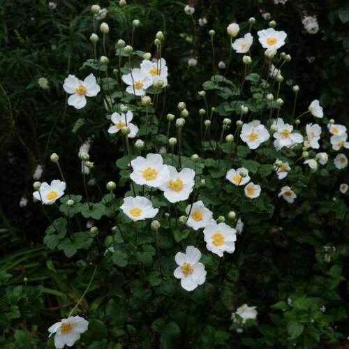 鲁庭院小花匠*银莲花“奥诺季伯特”耐寒多年生*低维护宿根耐阴