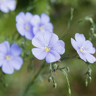 浙庭院小花匠*宿根蓝亚麻*耐寒多年生*低维护*耐热*开花需弱春化