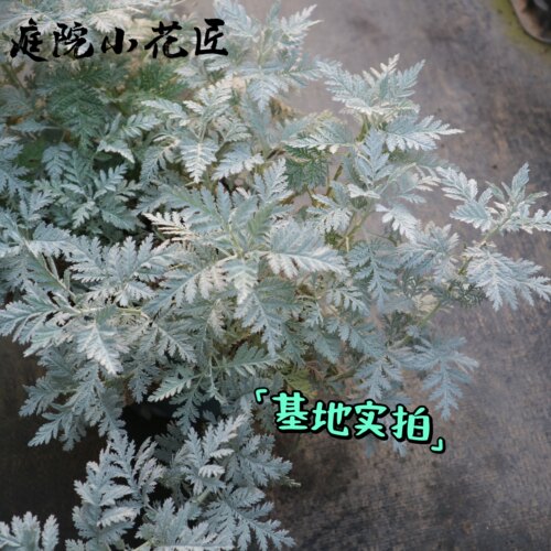 鲁庭院小花匠*密毛白莲蒿*耐寒多年生*原生山野草*宿根银叶蕾丝叶