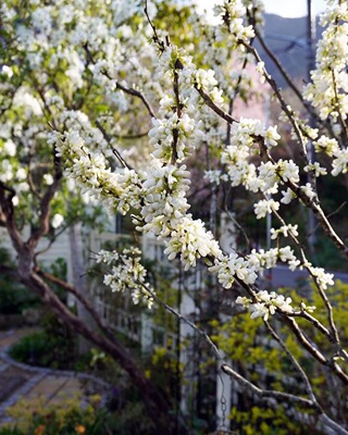 鲁庭院小花匠*白花紫荆“春雪”耐寒多年生*耐热低维护花灌木