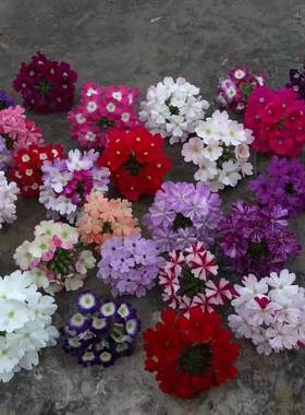 鲁庭院小花匠*多品种美女樱*穴盘苗*半耐寒多年生*花期长部分芳香