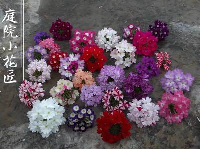 鲁庭院小花匠*多品种美女樱*穴盘苗*半耐寒多年生*花期长部分芳香