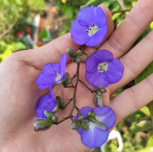 鲁庭院小花匠*垂花蓝姜*多年生*耐热花期长*耐阴室内*垂花鸳鸯草